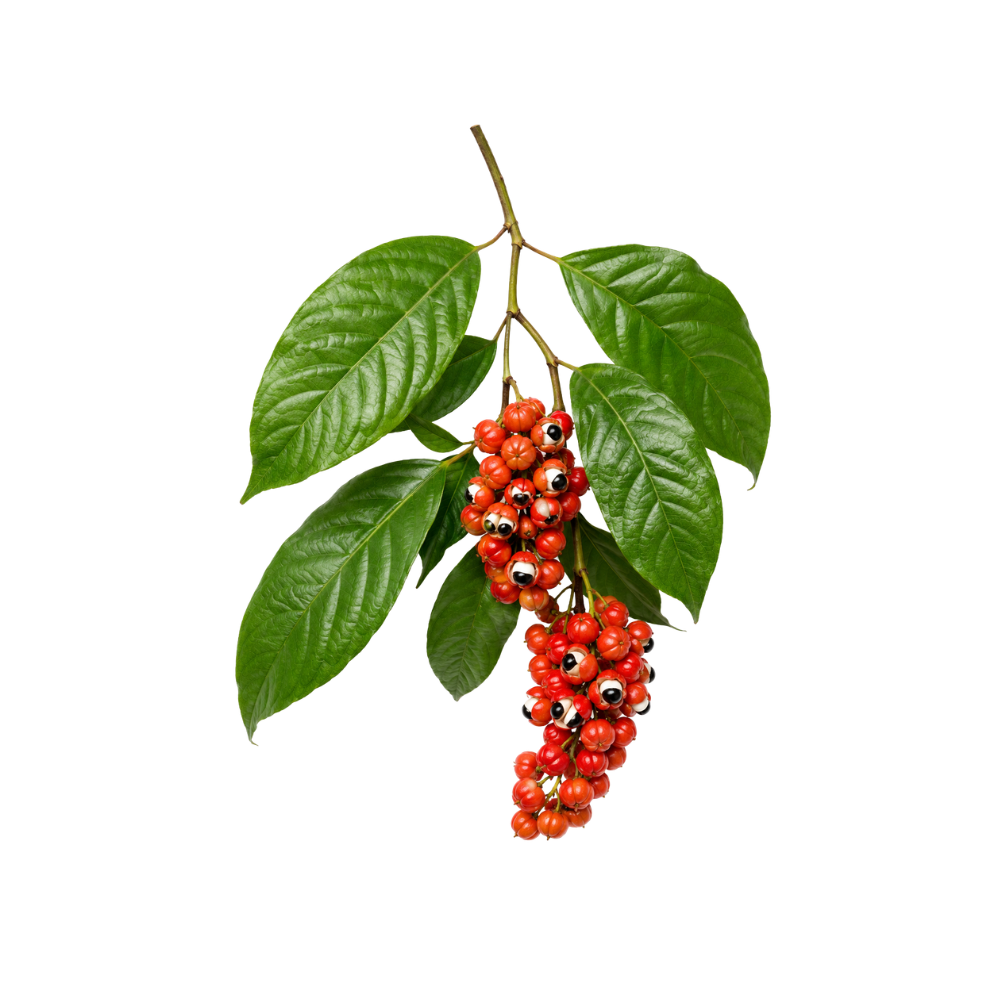 Guarana