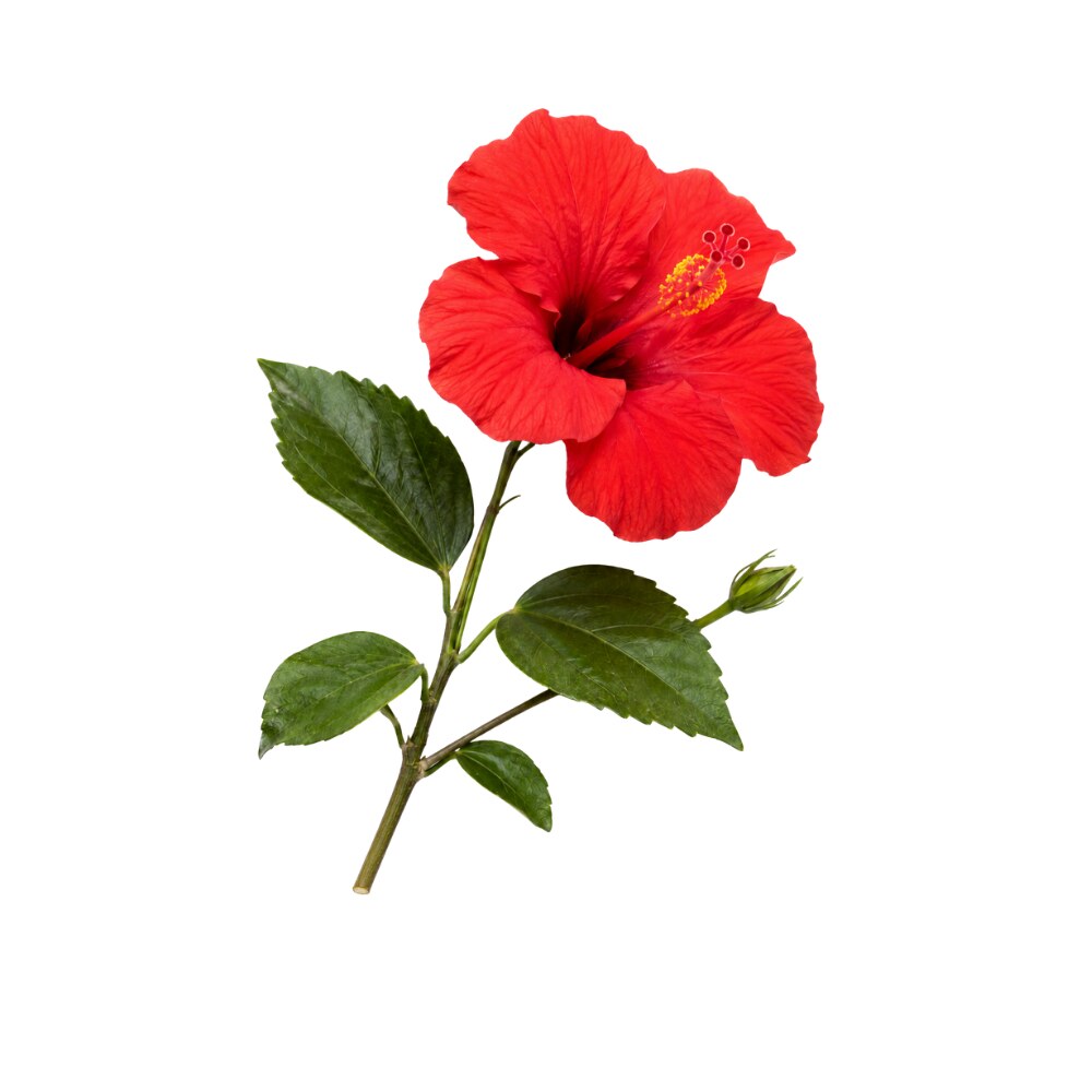 Hibiscus