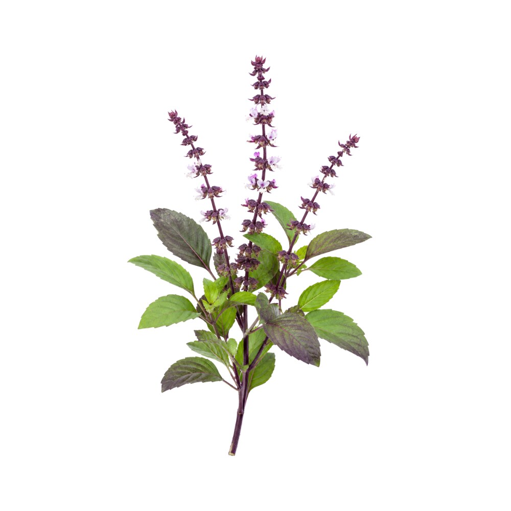 Holy Basil