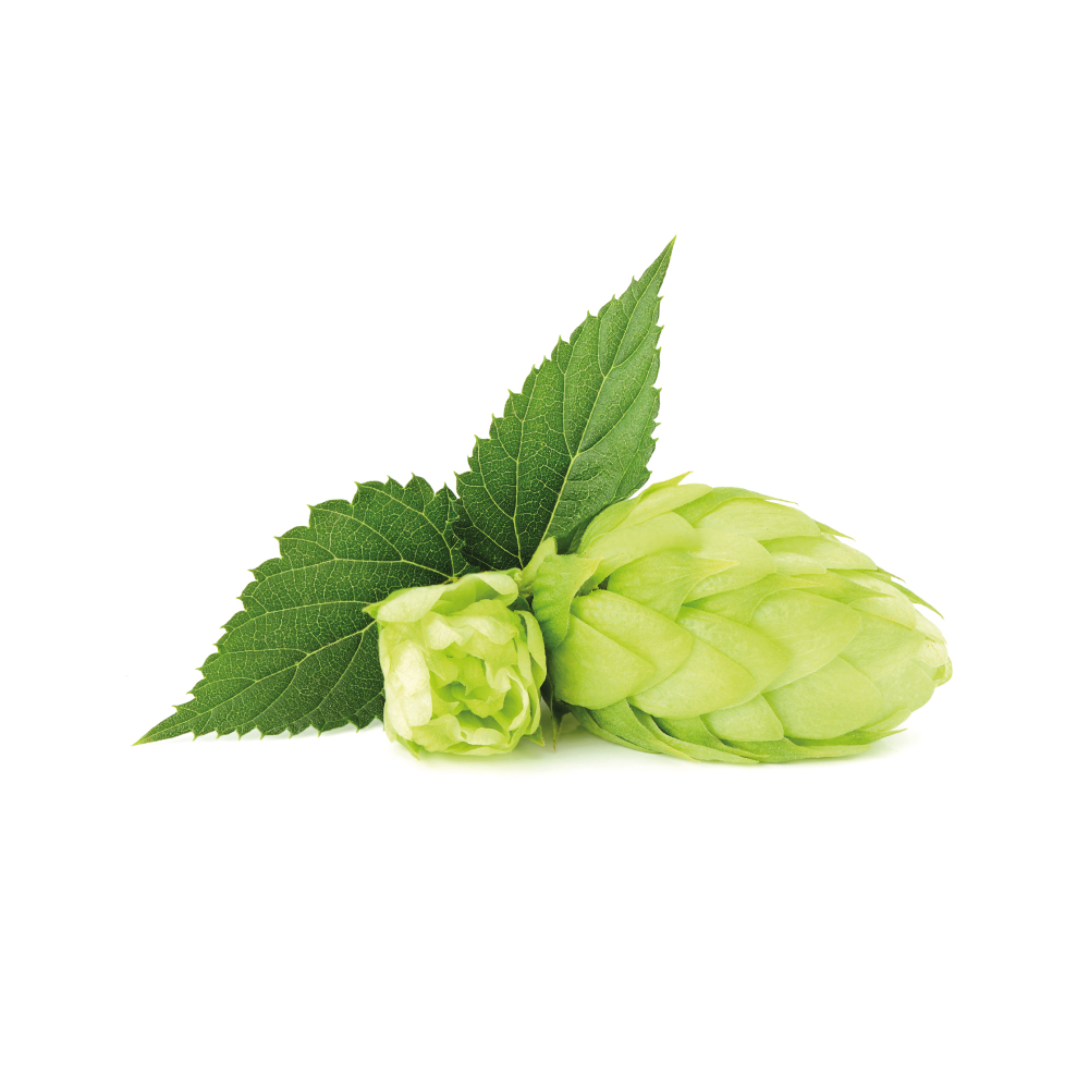 Hops