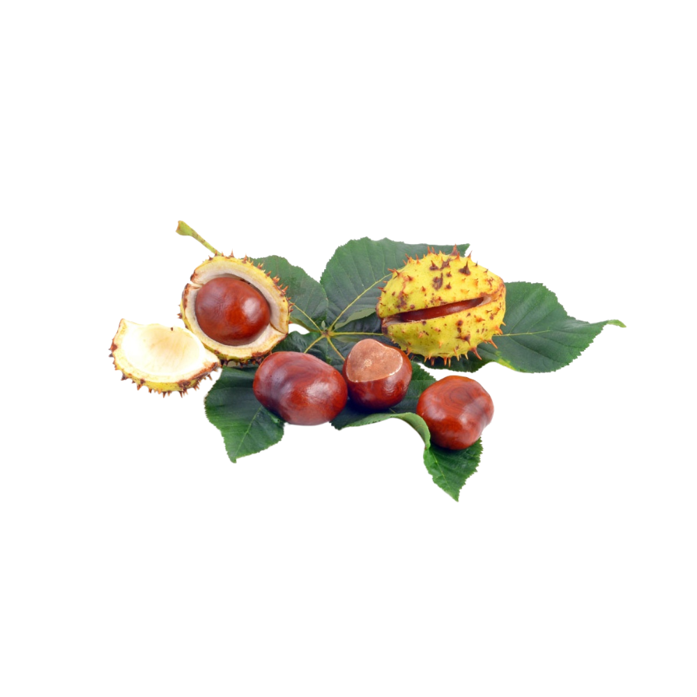 Horse Chestnut