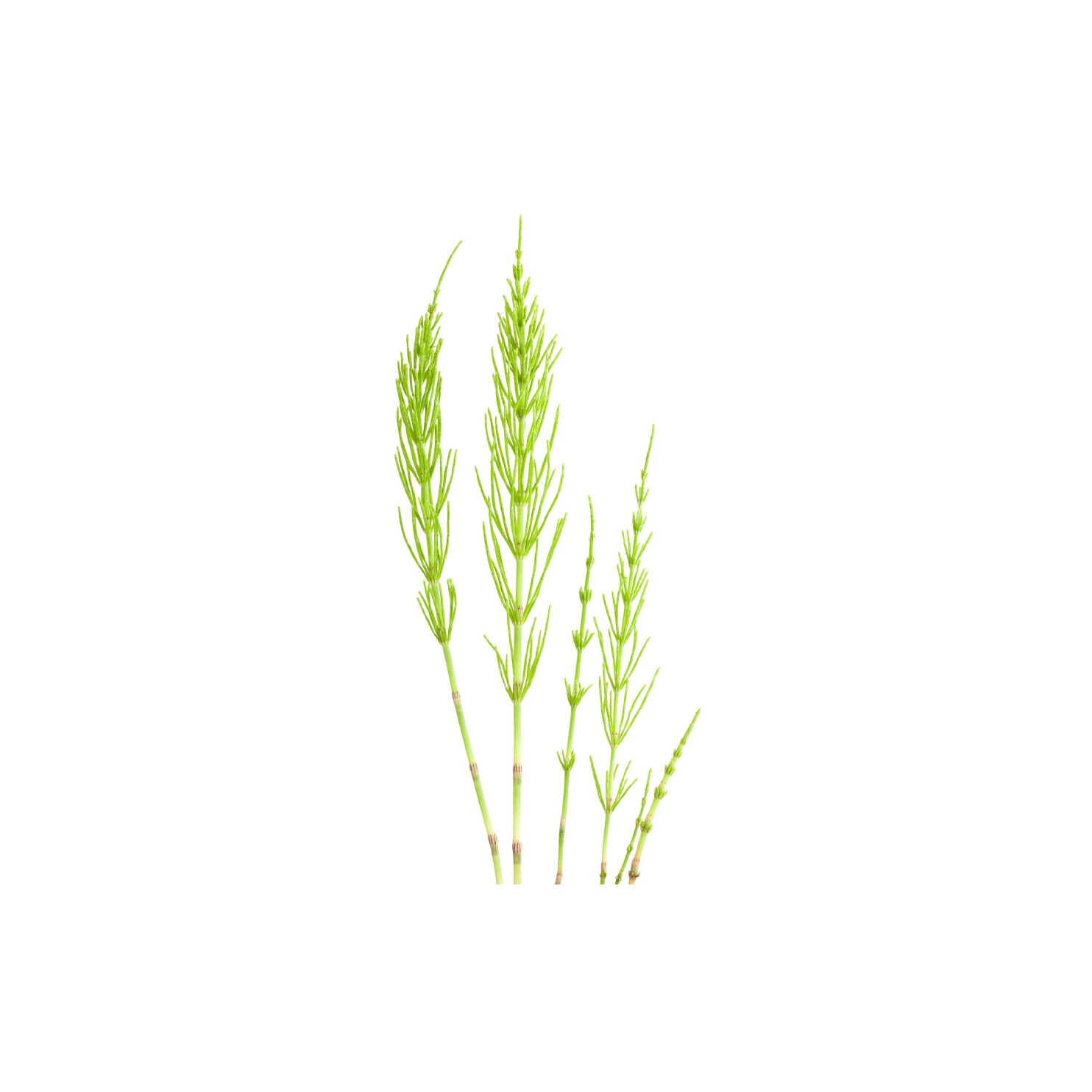 Horsetail