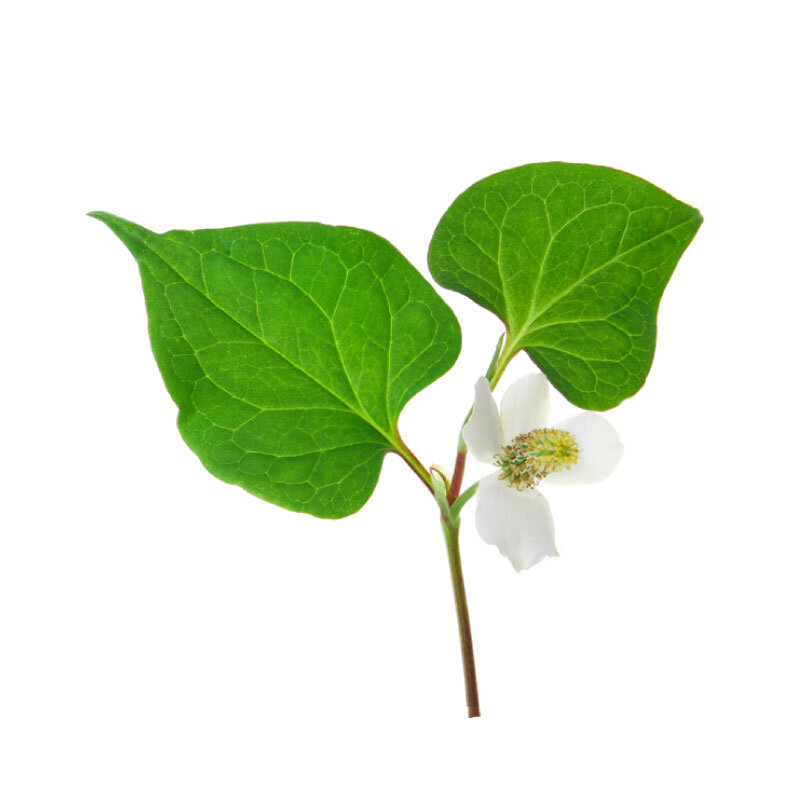 Fish Mint