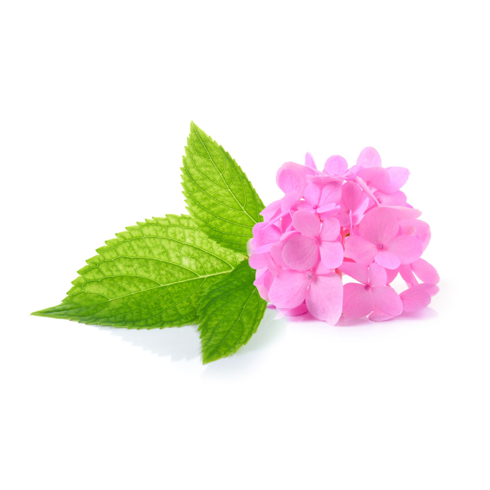 Hydrangea
