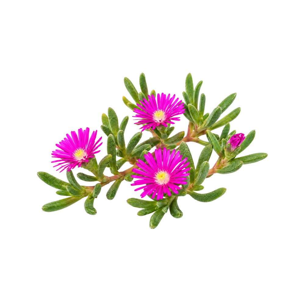 Ice Plant