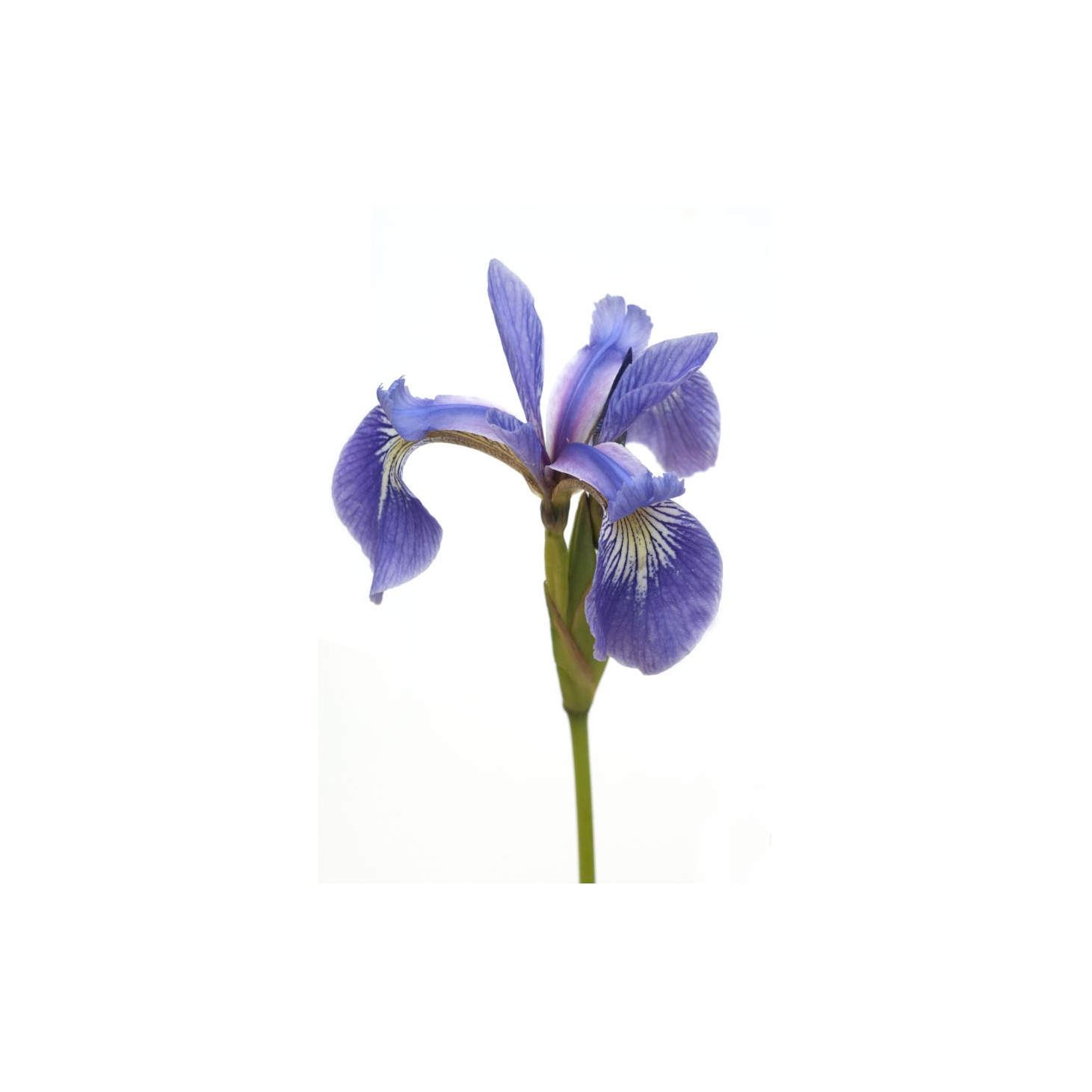 Iris