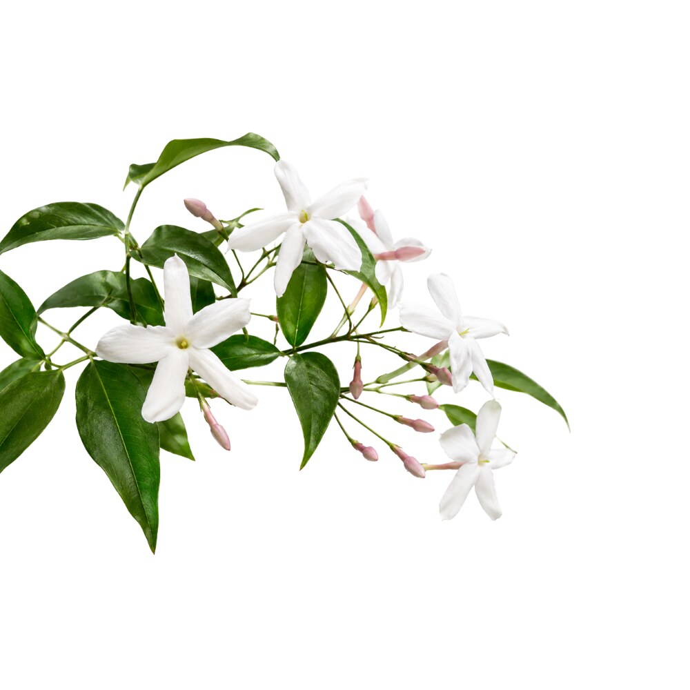 Jasmine