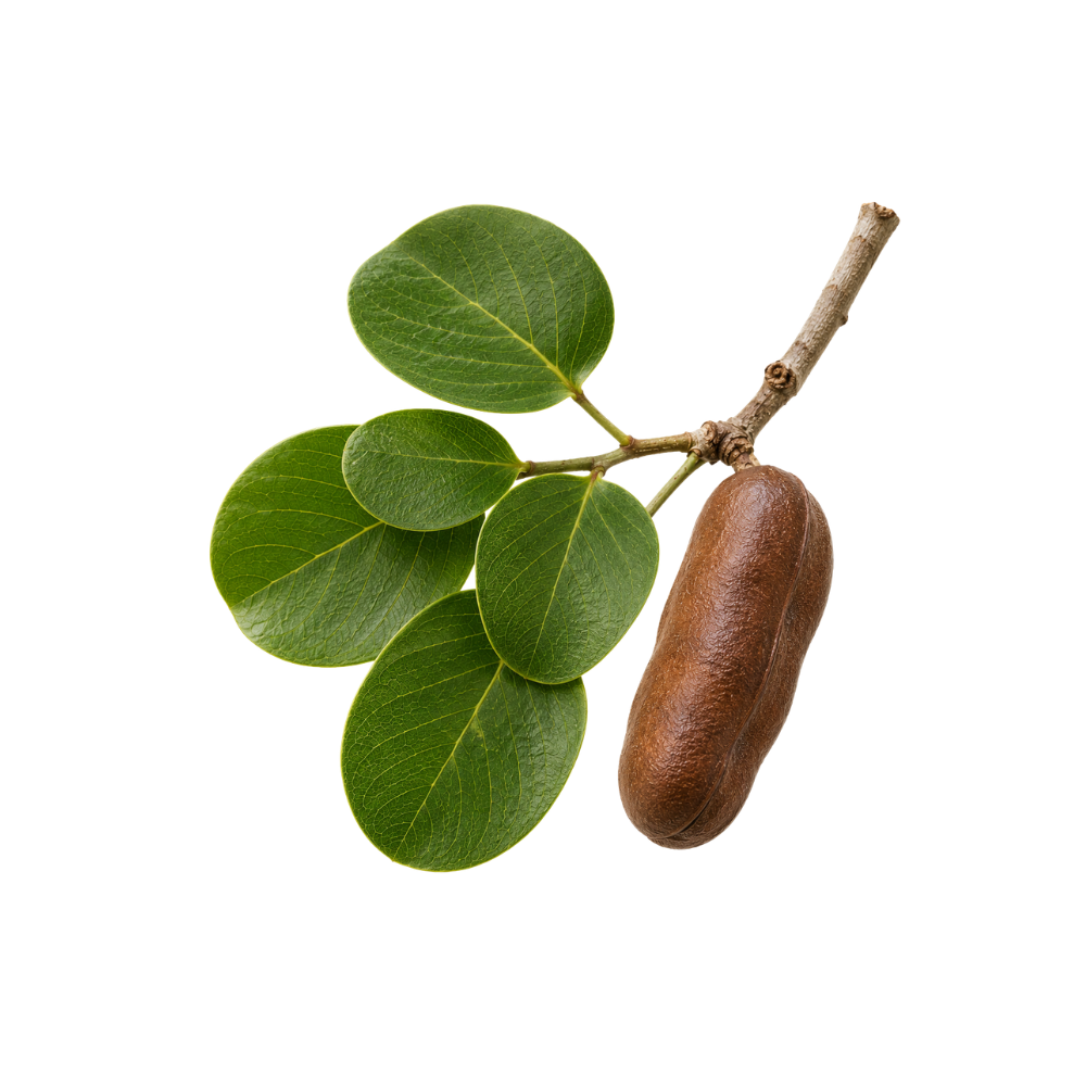 Jatobá