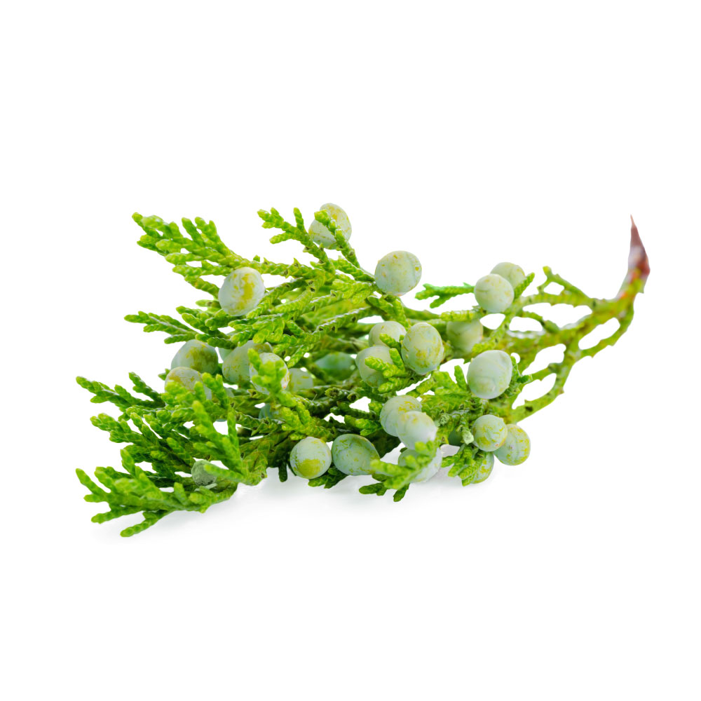 Juniper