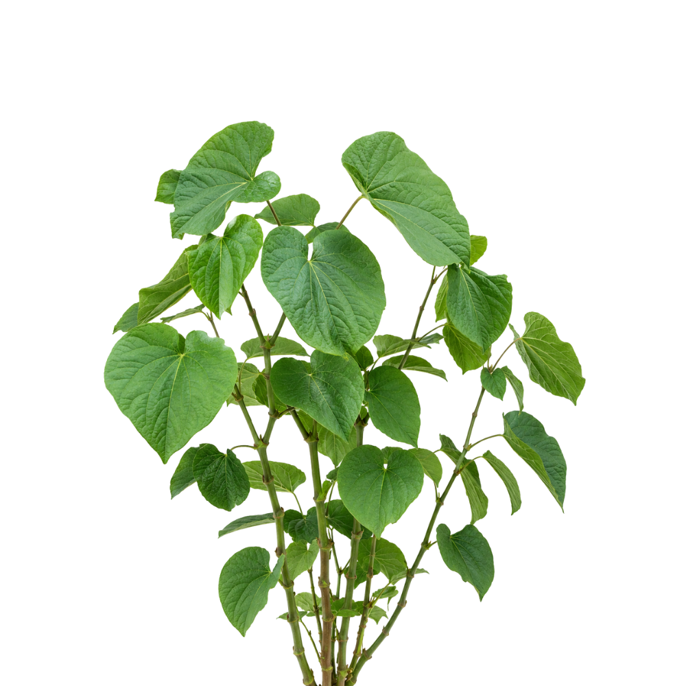Kava