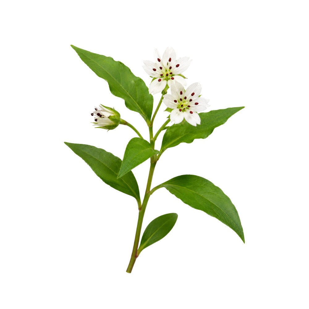 Kid Ginseng