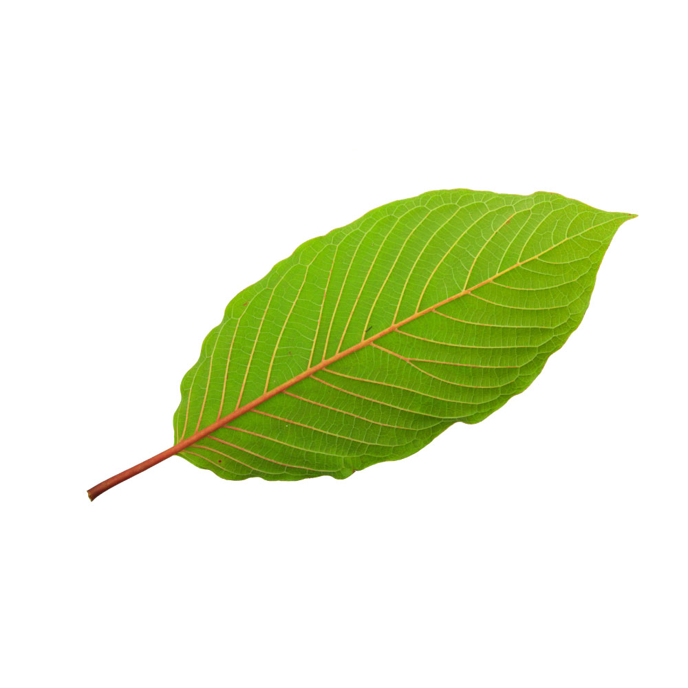 Kratom