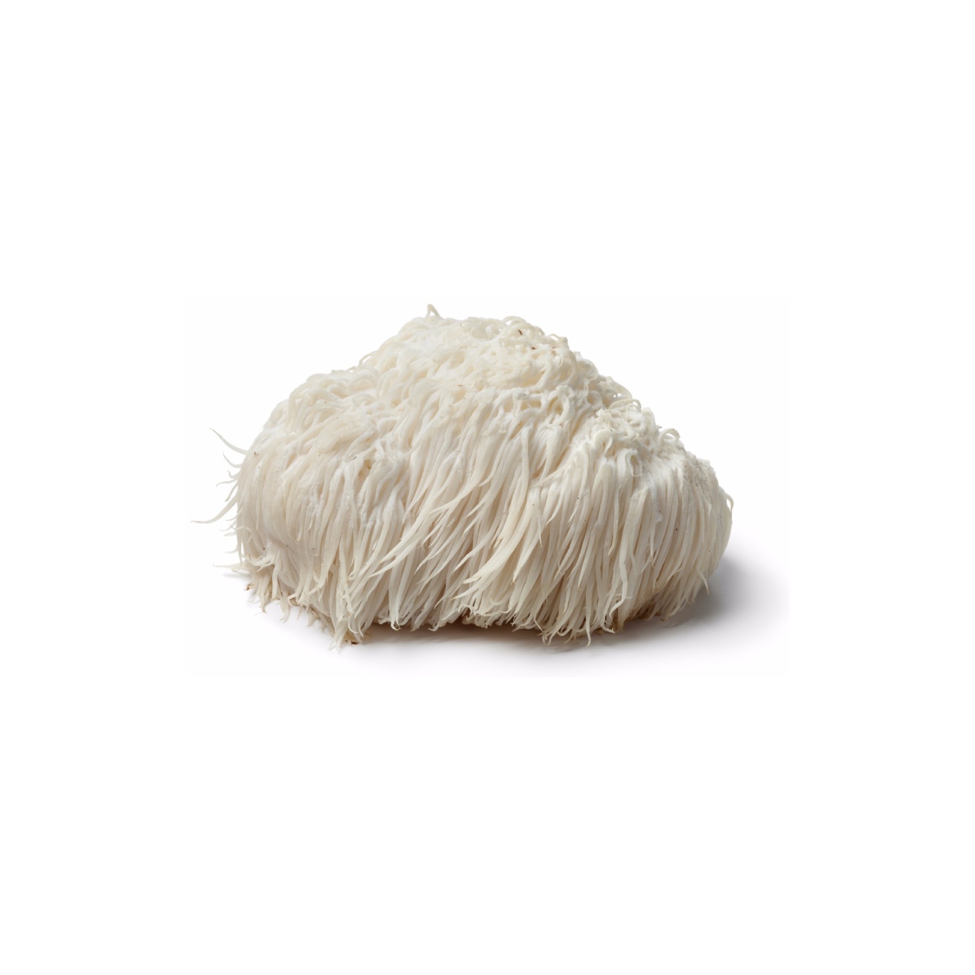 Lion's Mane