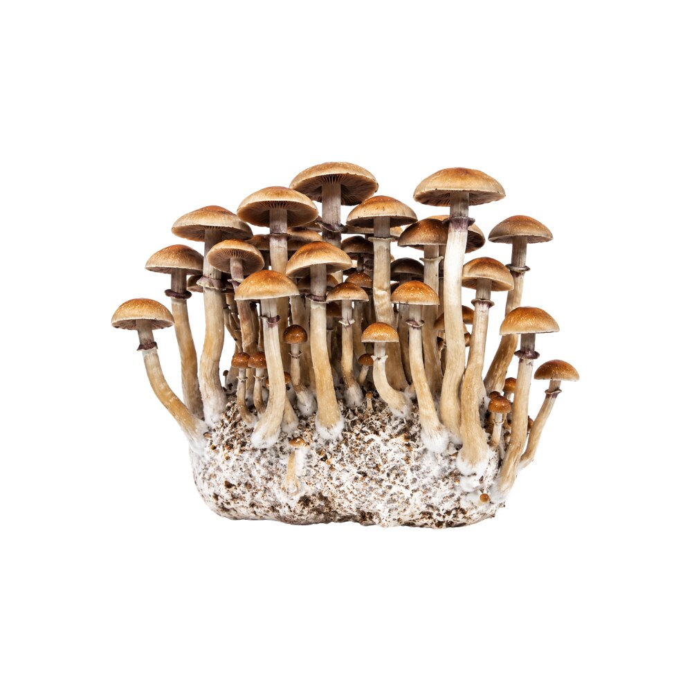 Magic Mushrooms