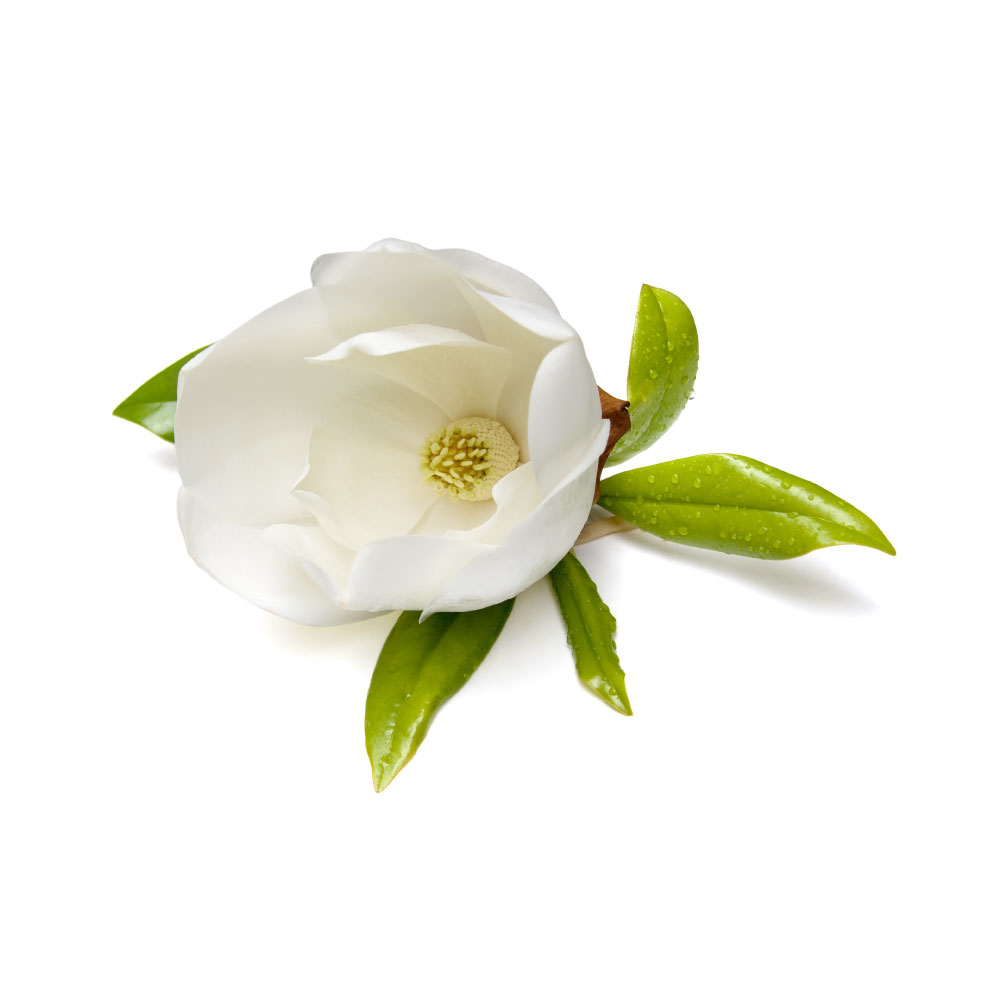 Magnolia