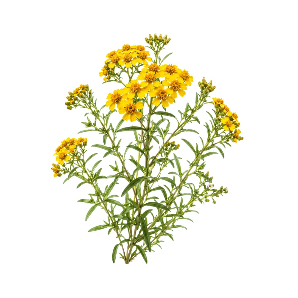 Mexican Tarragon