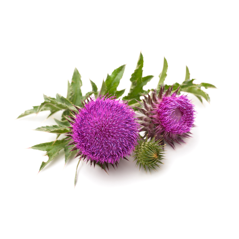 Milk Thistle