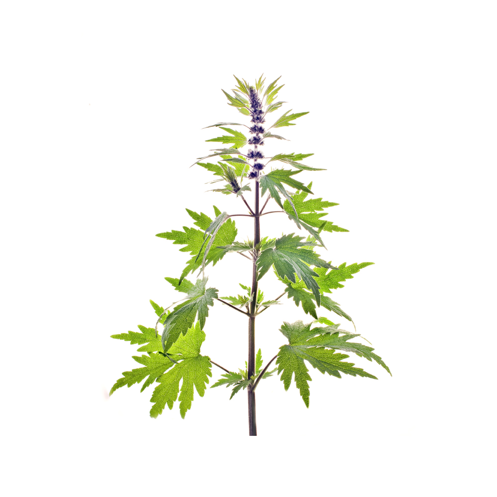 Motherwort