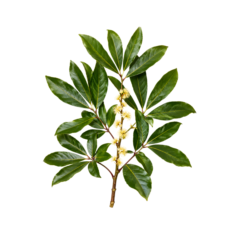 Muira Puama