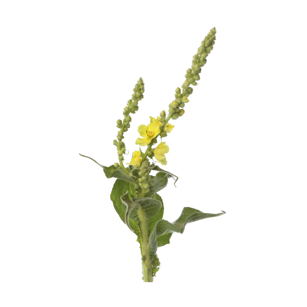 Mullein