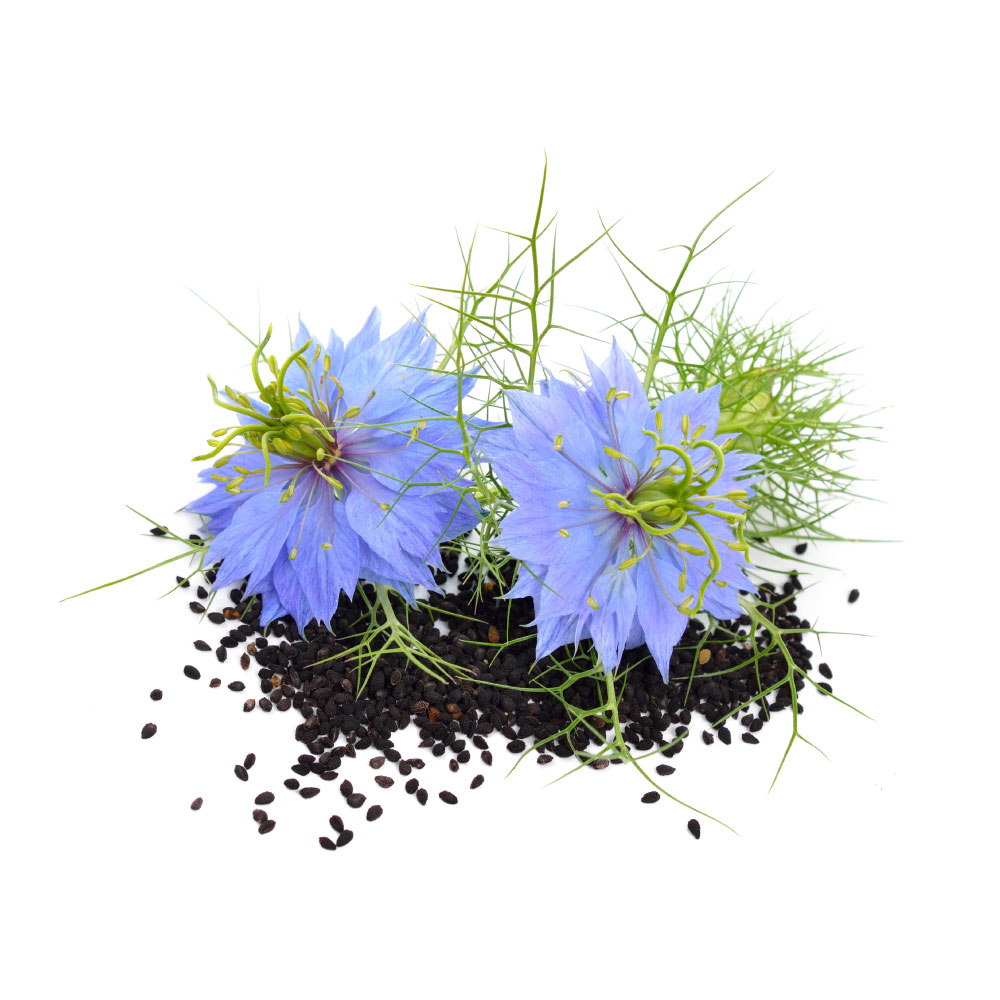 Nigella