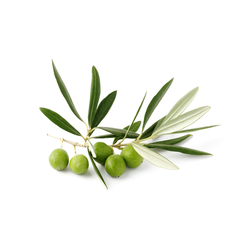 Olive Leaf