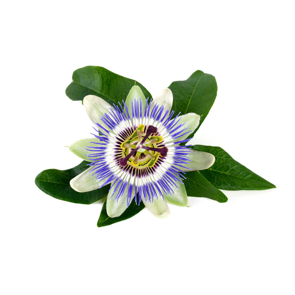 Passionflower