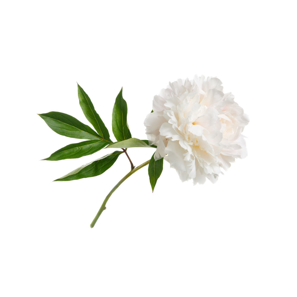 Peony