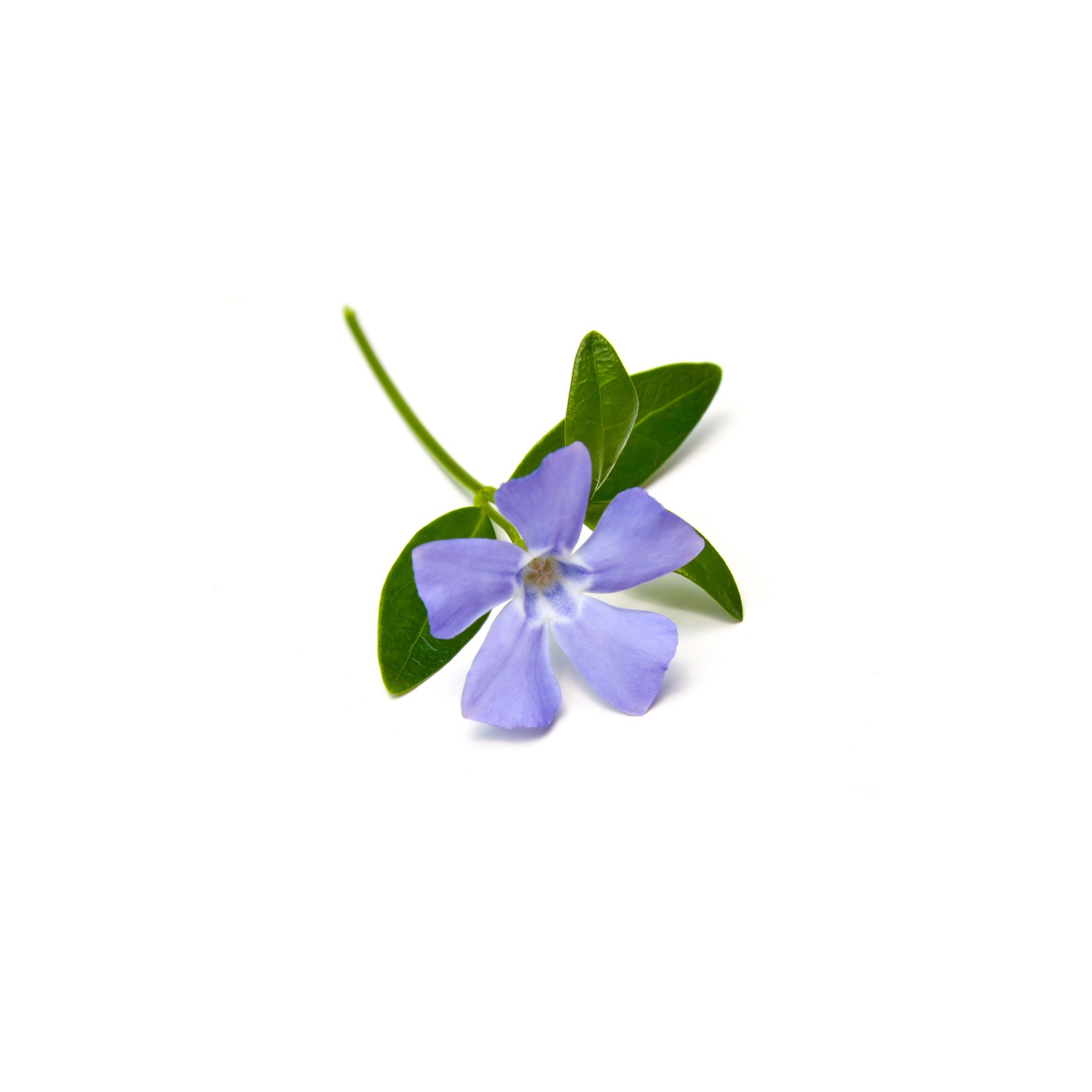 Periwinkle