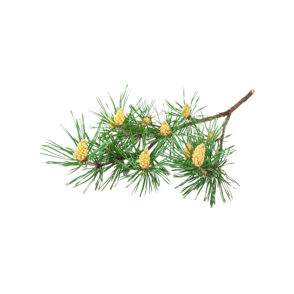 Pine