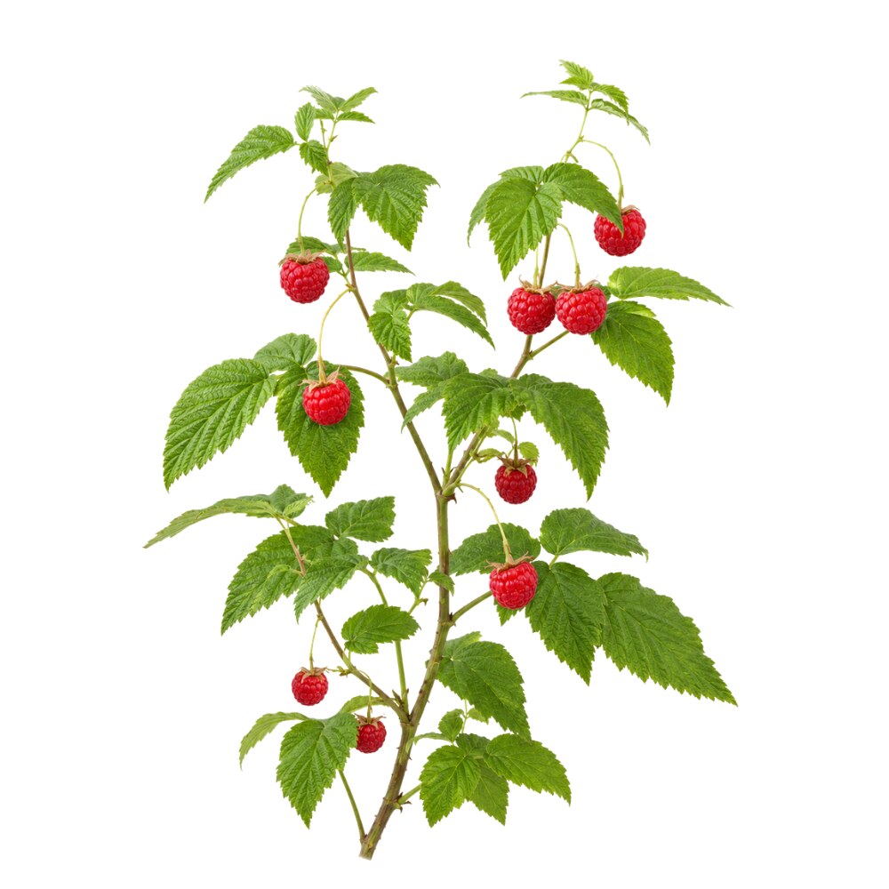 Raspberry Leaf