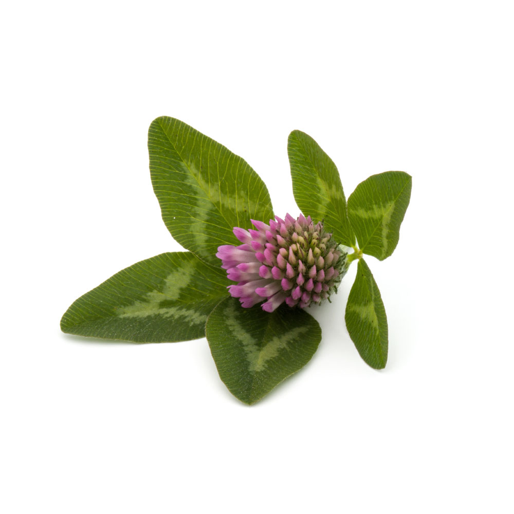 Red Clover