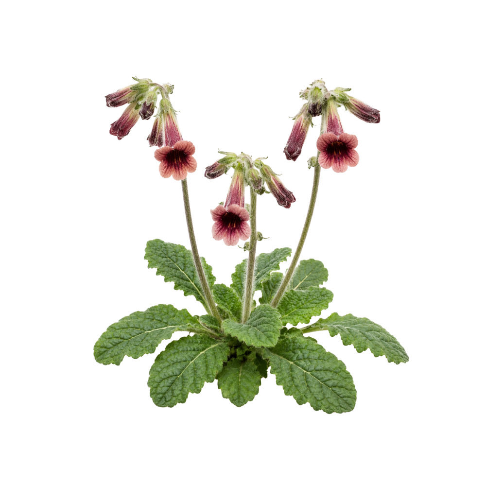 Rehmannia
