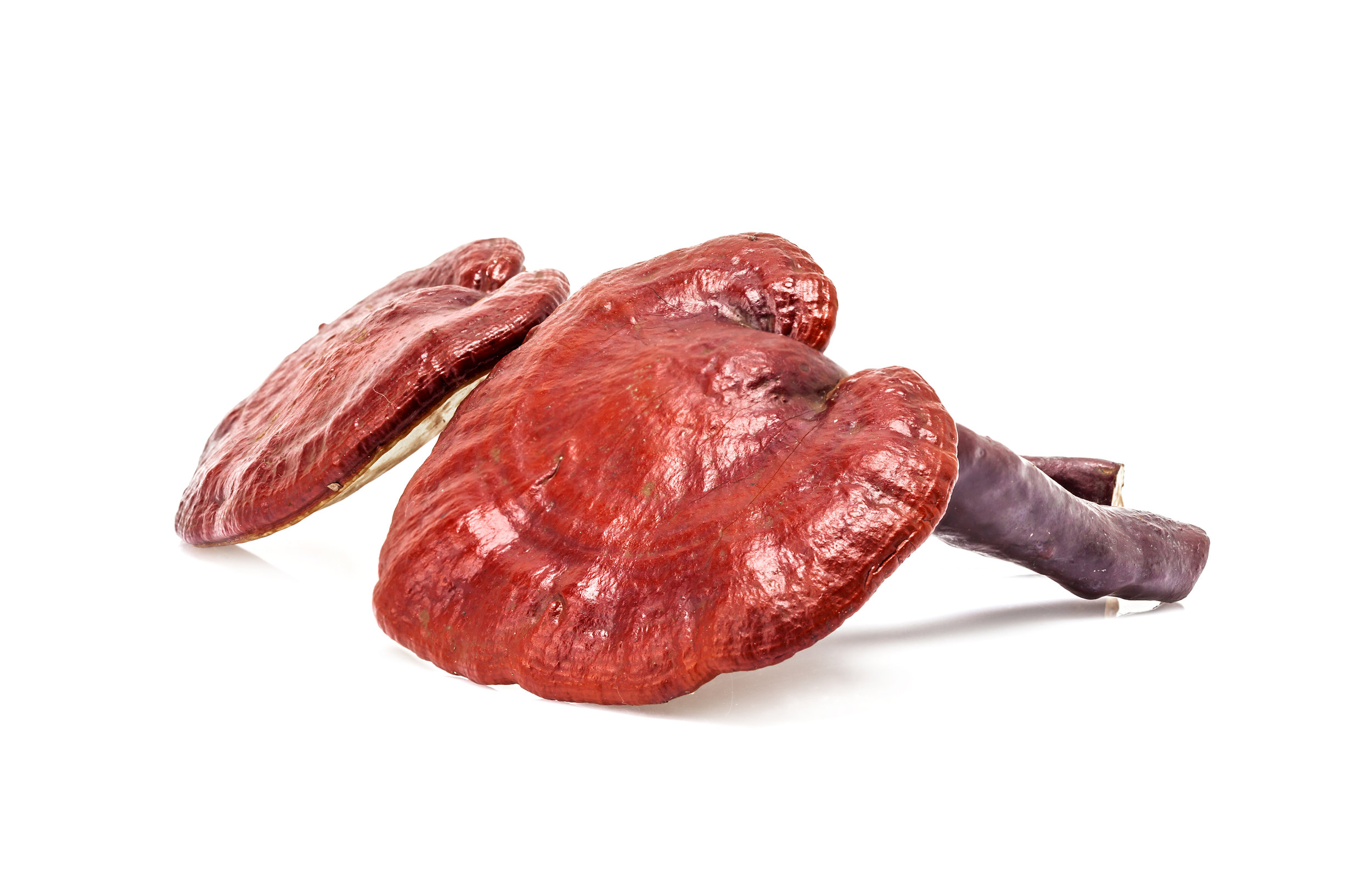 Reishi