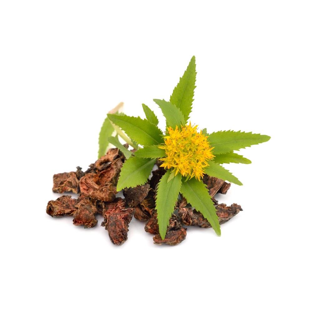 Rhodiola