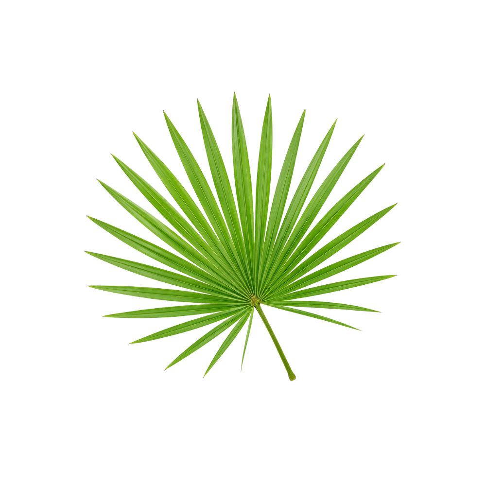 Saw Palmetto