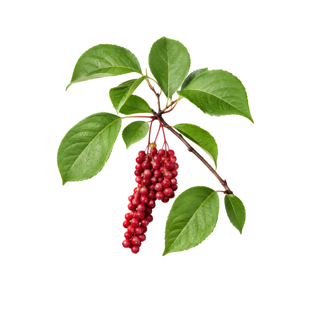 Schisandra