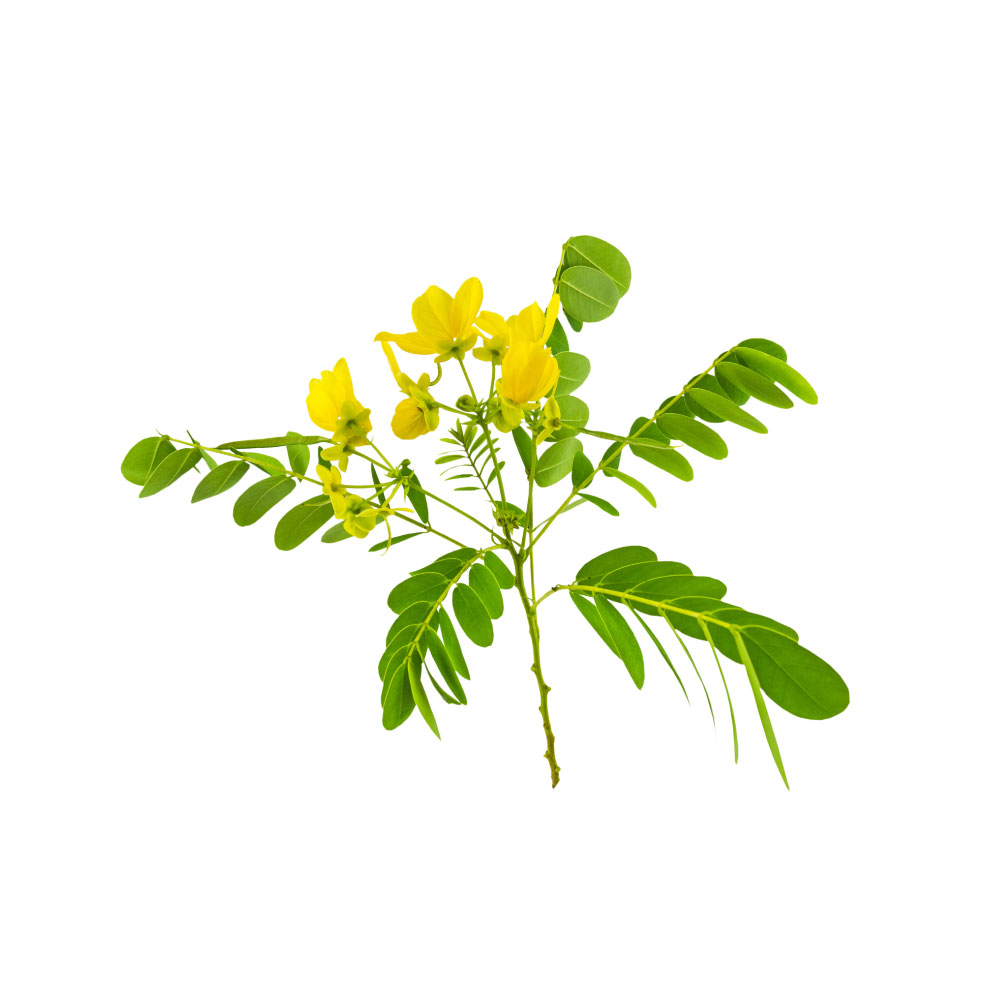 Senna