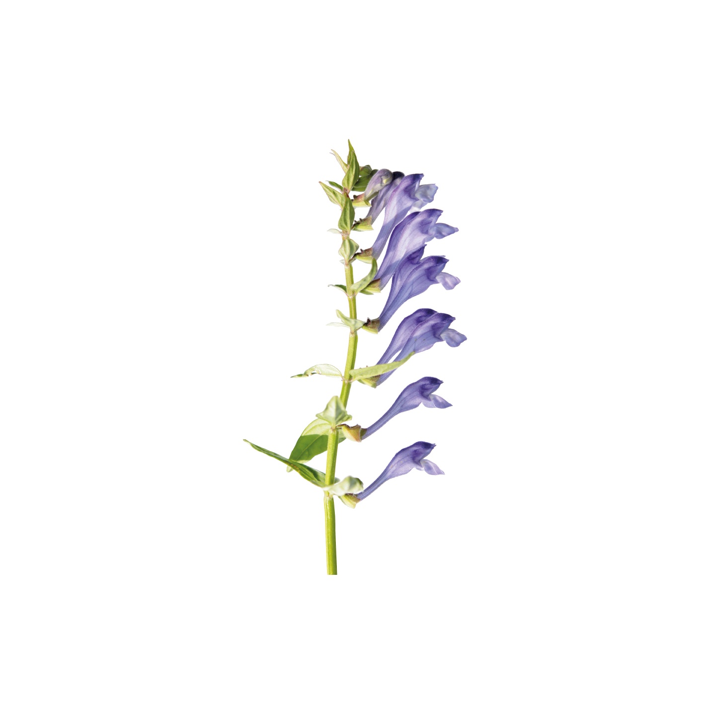 Chinese Skullcap