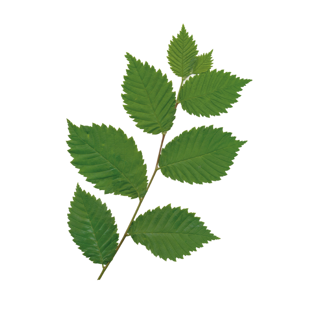 Slippery Elm