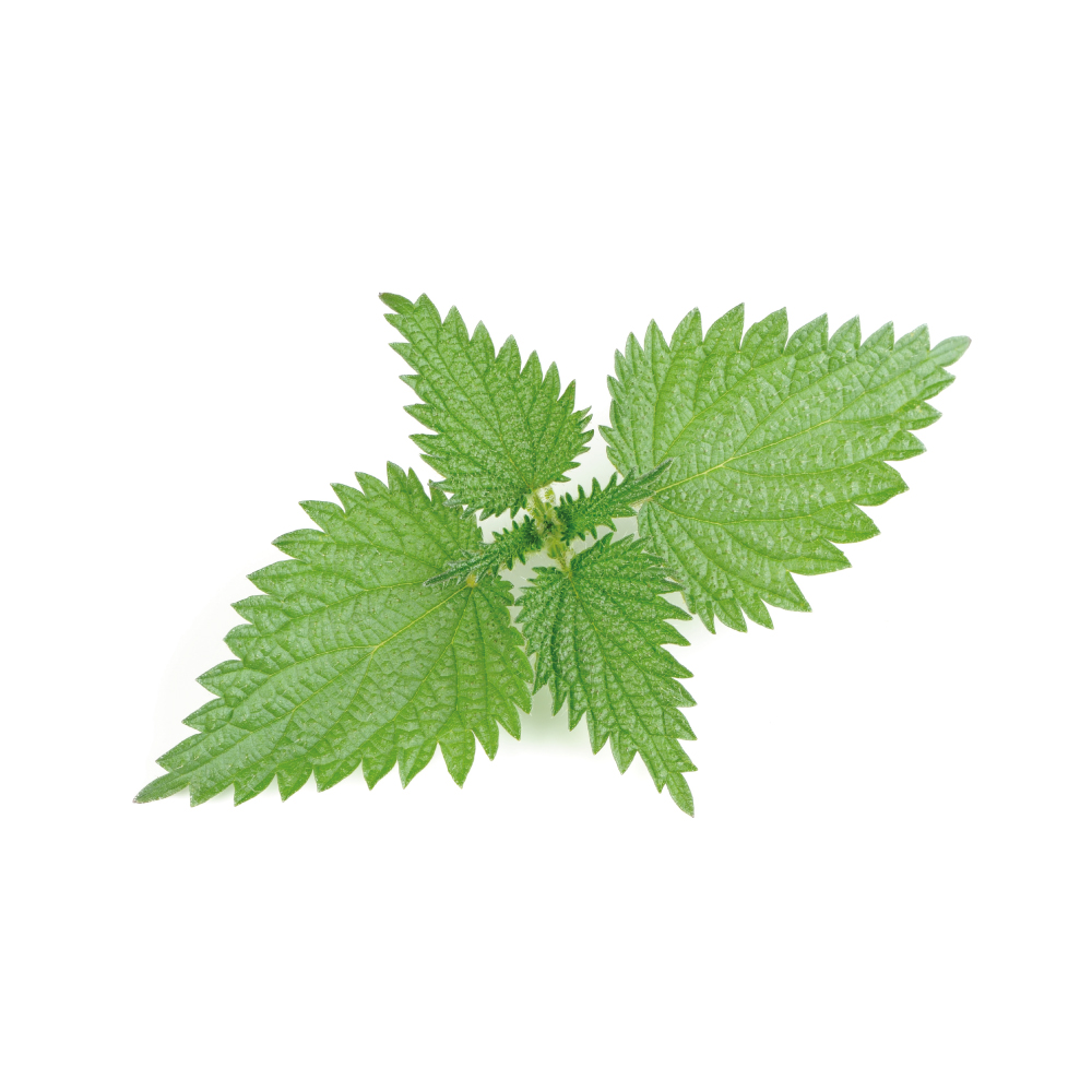 Stinging Nettle