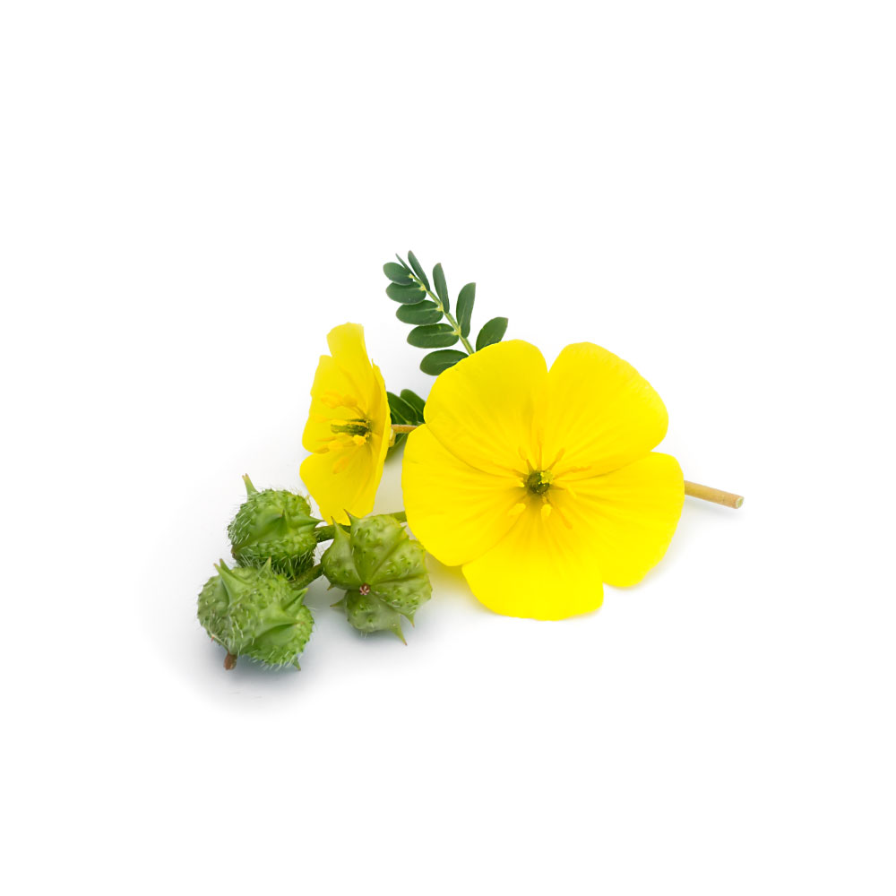 Tribulus