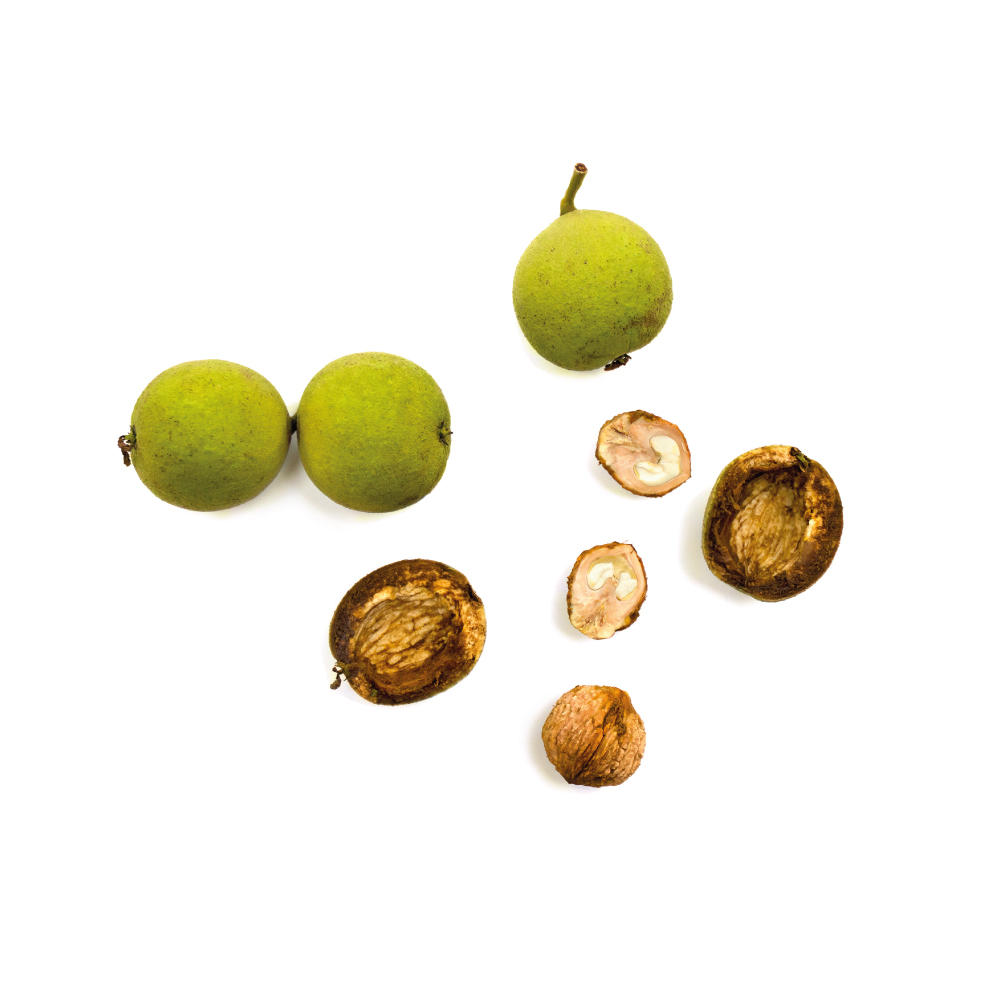 Walnut