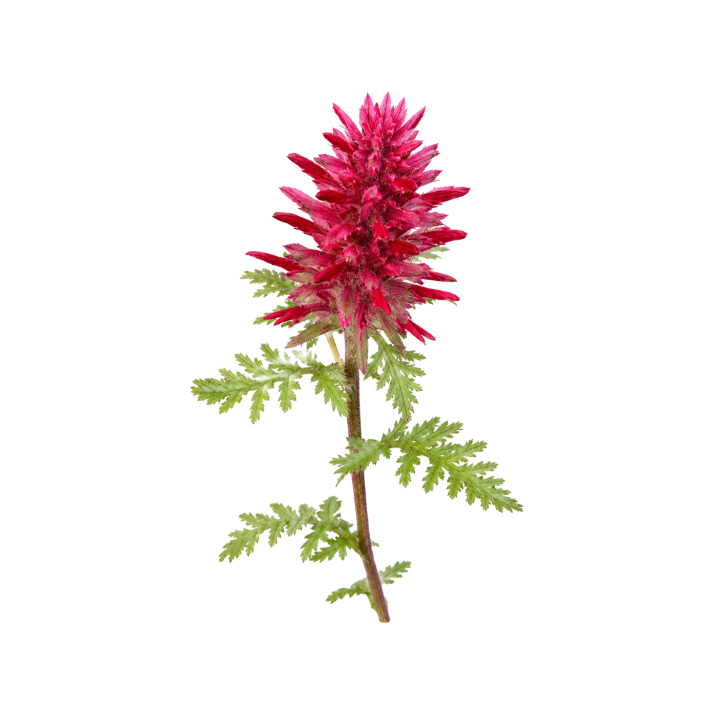 Warrior's Plume
