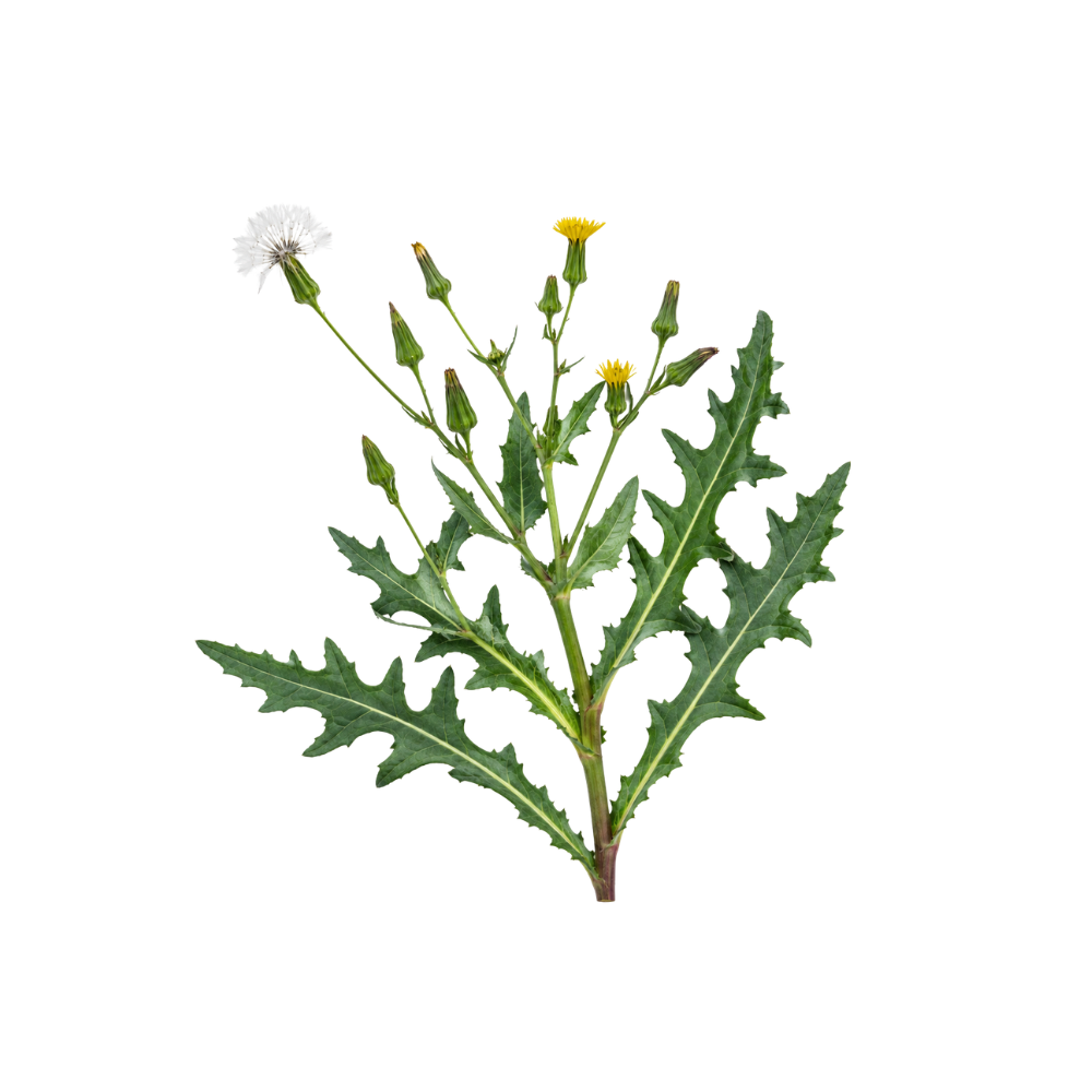 Wild Lettuce