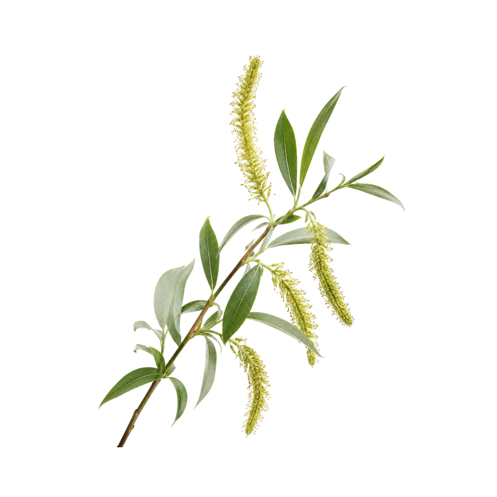 Willow