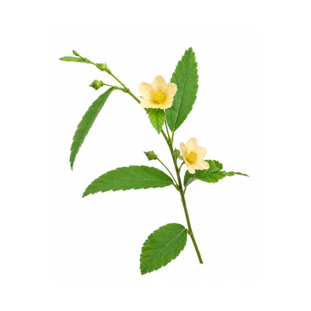 Wireweed