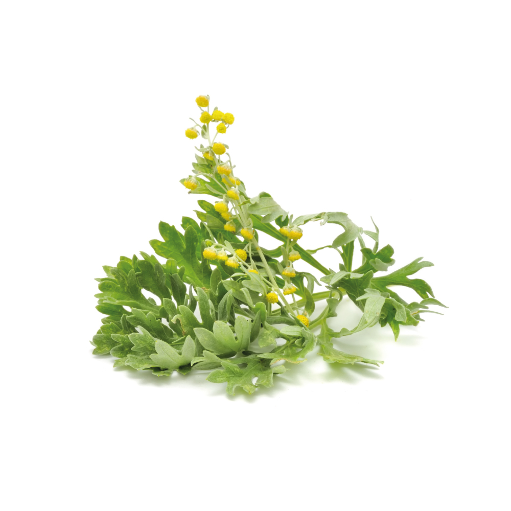 Wormwood