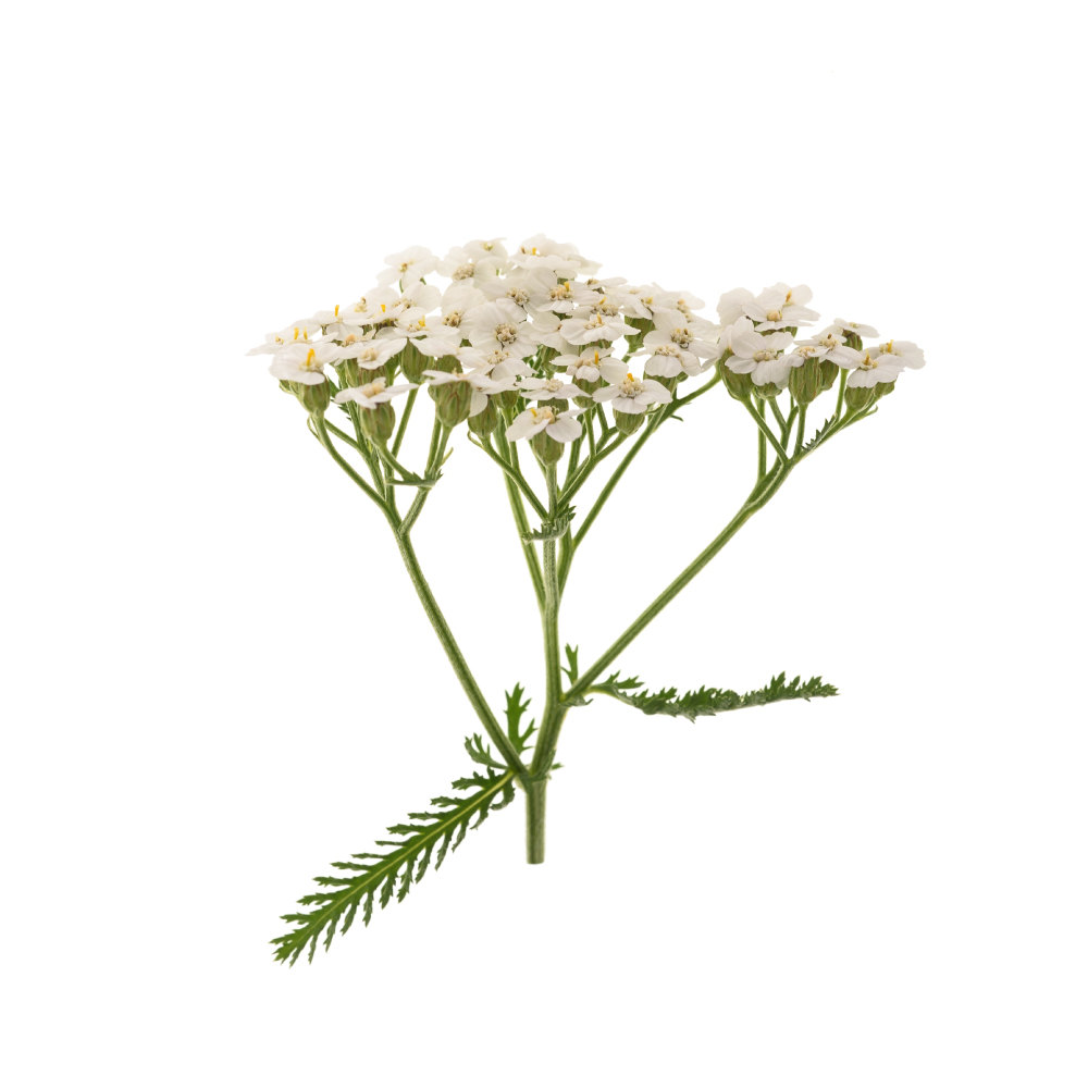 Yarrow