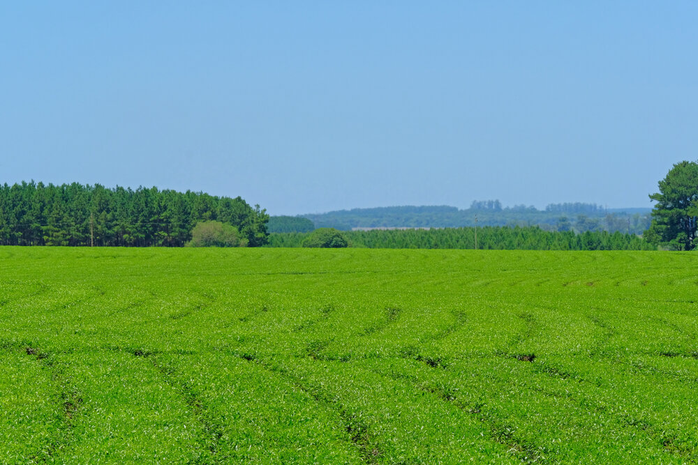  Yerba Maté Farm in Paraguay 